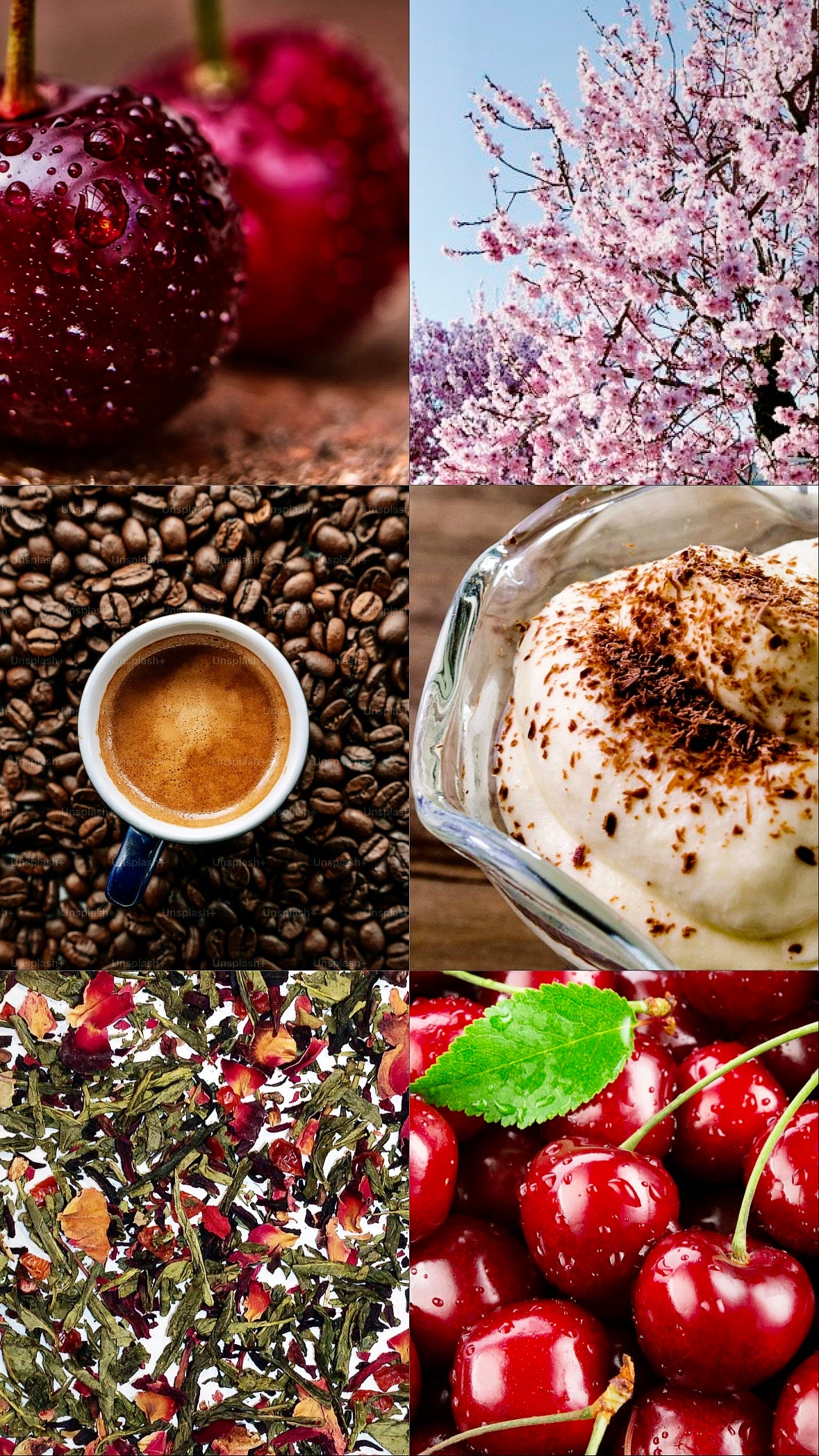 Almond Cookie Body Custard 8oz